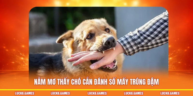 Nằm mơ thấy chó cắn đánh số mấy trúng đậm